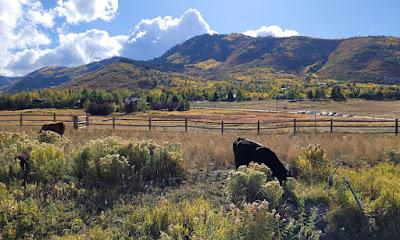 Début de mois bucolique