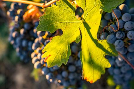 Dîners Œnologiques du Majestic Barcelona : Réinventer l’Art de l’Accord Mets et Vins Dîners Œnologiques du Majestic Barcelona : Réinventer l’Art de l’Accord Mets et Vins