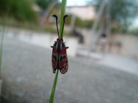 SAUVE DE LA NOYADE HIER SOIR, dans ma piscine papillon,insecte,nature,jardin,culture