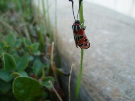 SAUVE DE LA NOYADE HIER SOIR, dans ma piscine papillon,insecte,nature,jardin,culture