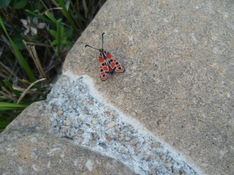 SAUVE DE LA NOYADE HIER SOIR, dans ma piscine papillon,insecte,nature,jardin,culture