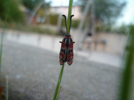 SAUVE DE LA NOYADE HIER SOIR, dans ma piscine papillon,insecte,nature,jardin,culture