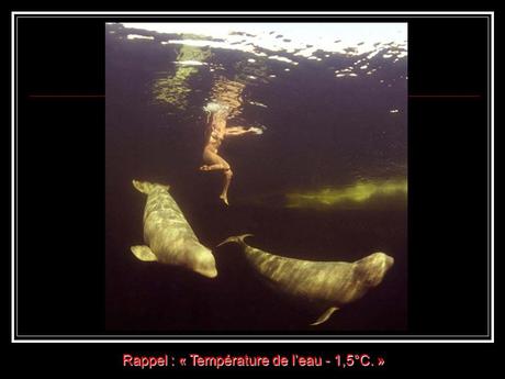 Divers - la Sirène des Bélugas