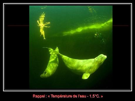 Divers - la Sirène des Bélugas