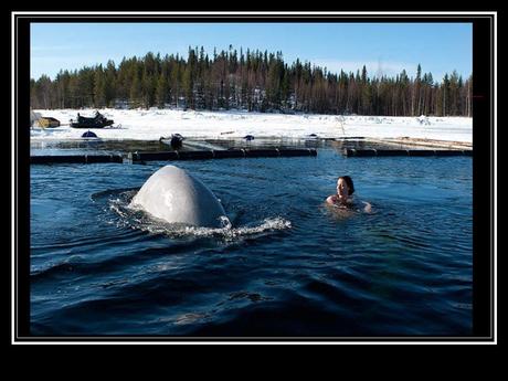 Divers - la Sirène des Bélugas
