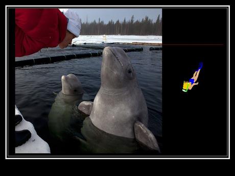 Divers - la Sirène des Bélugas