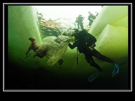 Divers - la Sirène des Bélugas