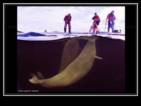 Divers - la Sirène des Bélugas
