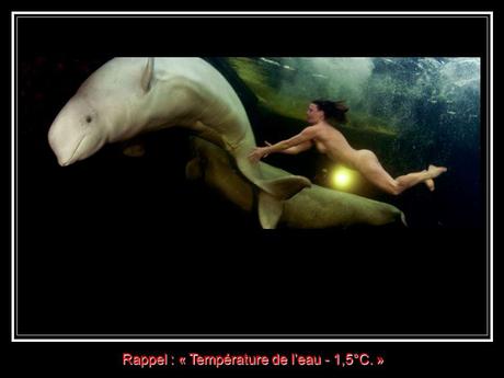 Divers - la Sirène des Bélugas