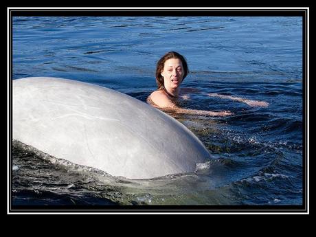 Divers - la Sirène des Bélugas