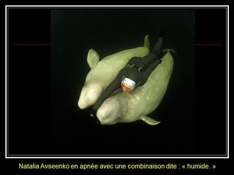 Divers - la Sirène des Bélugas