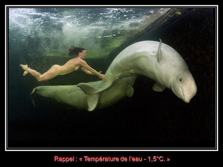 Divers - la Sirène des Bélugas