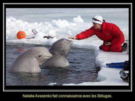 Divers - la Sirène des Bélugas