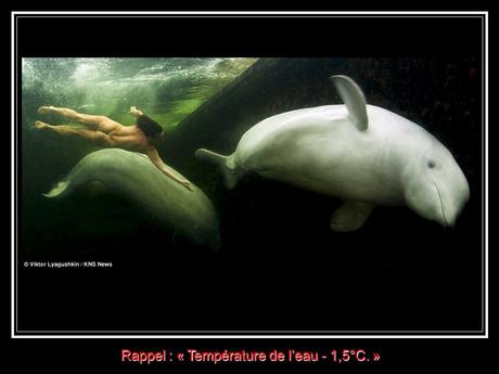 Divers - la Sirène des Bélugas