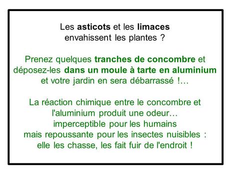 Divers - Le concombre 