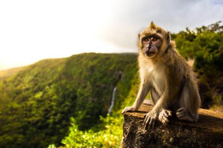 Comment bénéficier d’un environnement réglementaire favorable pour les entreprises de services financiers à l’île Maurice Comment bénéficier d’un environnement réglementaire favorable pour les entreprises de services financiers à l’île Maurice