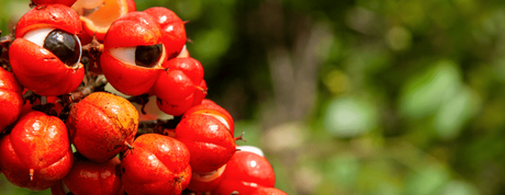 guarana plante