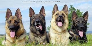 809_ LES CHIENS DE GARDE D'ISRAEL