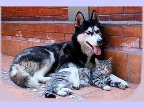 Divers - La tendresse