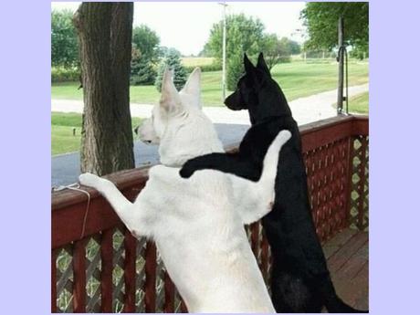 Divers - La tendresse