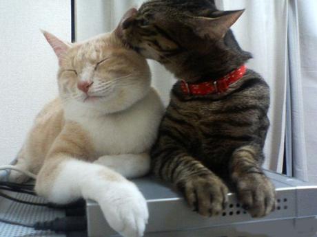 Divers - La tendresse