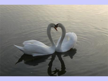 Divers - La tendresse