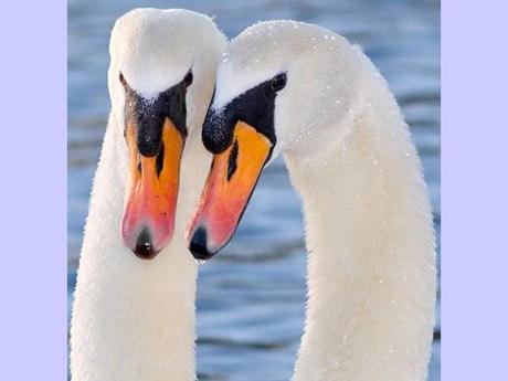 Divers - La tendresse