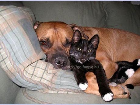 Divers - La tendresse