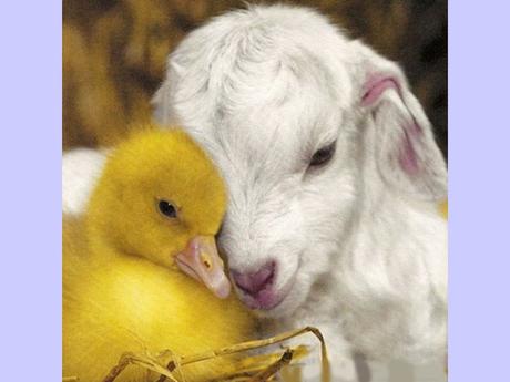 Divers - La tendresse