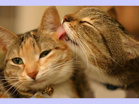 Divers - La tendresse