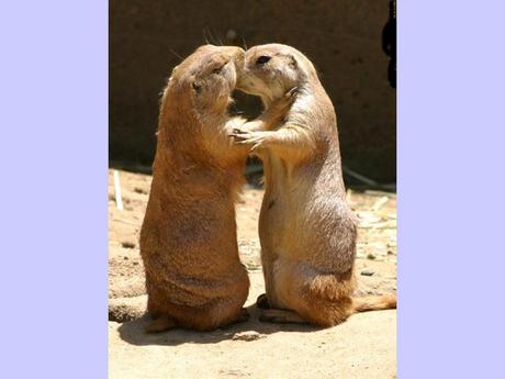 Divers - La tendresse