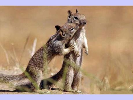 Divers - La tendresse