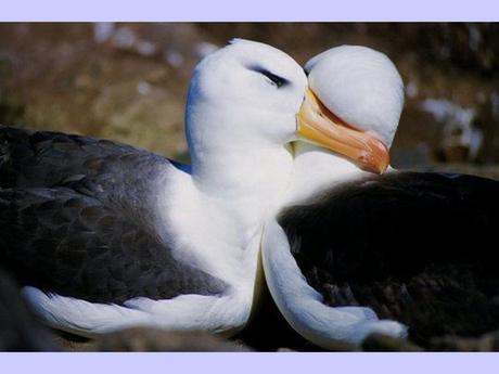 Divers - La tendresse