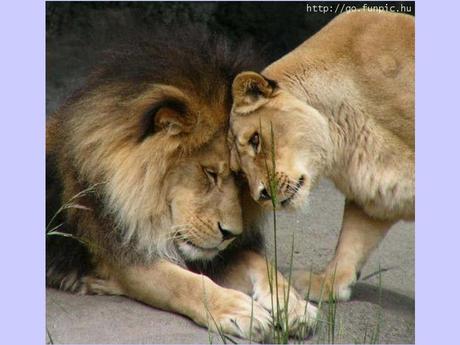 Divers - La tendresse