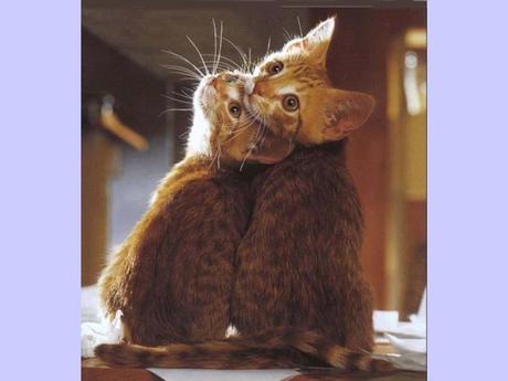 Divers - La tendresse