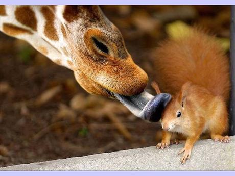 Divers - La tendresse