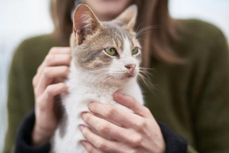 Allergies aux chats : un vaccin pourrait bientôt voir le jour