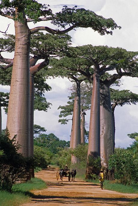 Allée des Baobabs - Madagascar