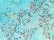 Immobilier Maurice potentiel propriétés front