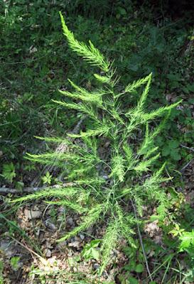 Asperge (Asparagus officinalis)