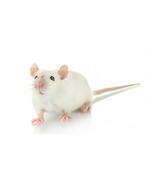 Prodigis T1 - Ceux d'en dessous - Caroline Zurawinski