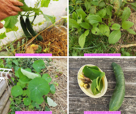 Salade de concombre au gingembre japonais Mogia (Vegan)
