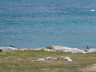 Les iguanes de Isla Mujerès