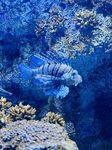 Bienvenue à Odysseo, l’océanarium pour s’amuser et s’instruire à l’île Maurice !
