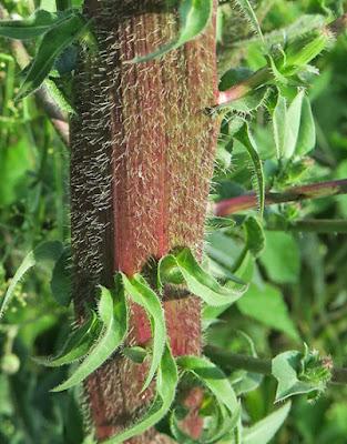 Fasciation chicorée sauvage (Cichorium intybus)