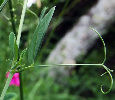 Gesse tubéreuse (Lathyrus tuberosus)