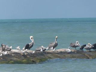 Holbox, Playa cocos et Punta mosquito
