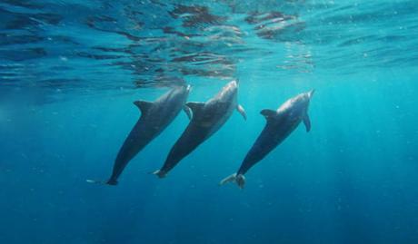 L’île Maurice, la solution pour une entreprise en quête de nouveaux horizons