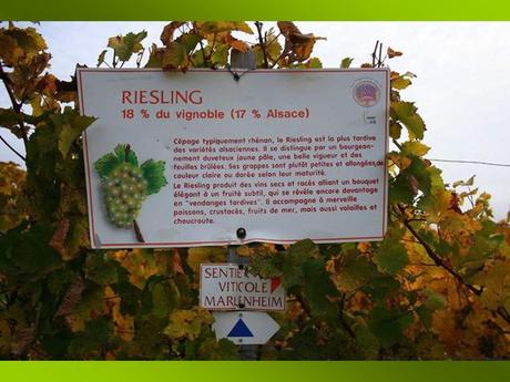 La France - Les Vins d'Alsace