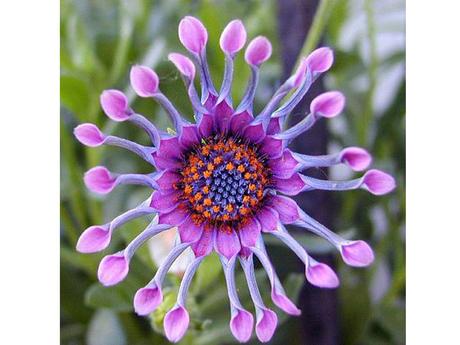 La Nature - Les fleurs les plus belles du monde